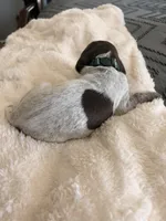 forest green, a male German Shorthaired Pointer for sale in Hesperia, CA – Photo 2 of 3