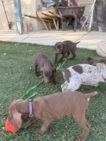 Coco, a  German Shorthaired Pointer for sale in Hesperia, CA – 9 of 10