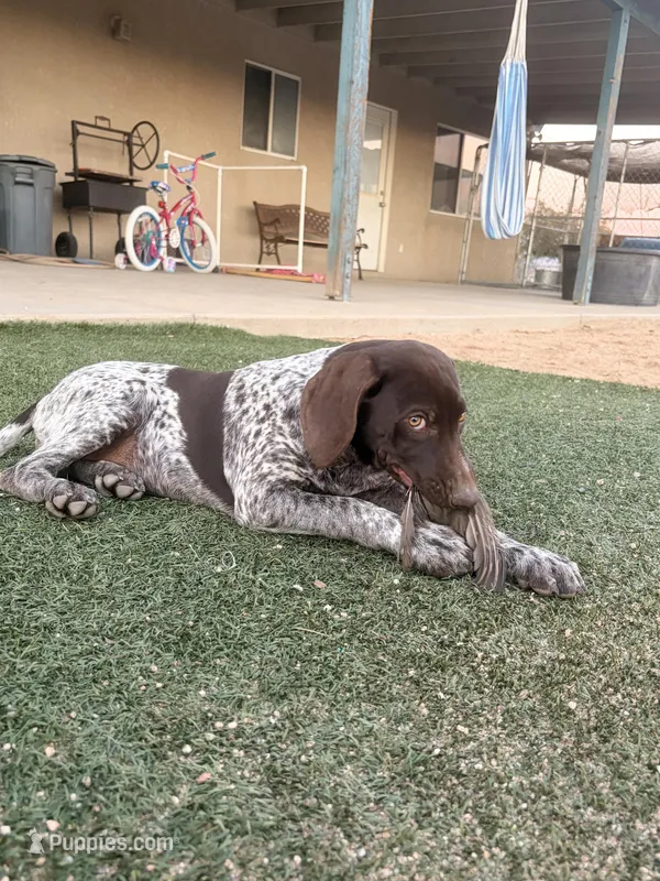 girl, a female German Shorthaired Pointer for sale in Hesperia, CA – Photo 1 of 2