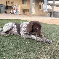 girl, a female German Shorthaired Pointer for sale in Hesperia, CA – Photo 2 of 6