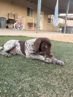 girl, a female German Shorthaired Pointer for sale in Hesperia, CA – Photo 1 of 2