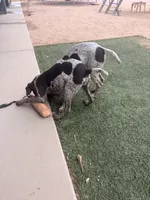 girl, a female German Shorthaired Pointer for sale in Hesperia, CA – Photo 6 of 6