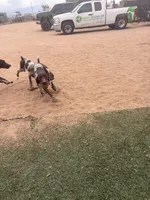 girl, a female German Shorthaired Pointer for sale in Hesperia, CA – Photo 5 of 6