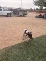 girl, a female German Shorthaired Pointer for sale in Hesperia, CA – Photo 4 of 6