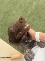 girl, a female German Shorthaired Pointer for sale in Hesperia, CA – Photo 3 of 6