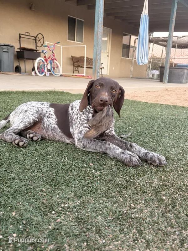 girl – German Shorthaired Pointer puppy for sale in Hesperia, CA