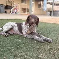 girl, a female German Shorthaired Pointer for sale in Hesperia, CA – Photo 1 of 6