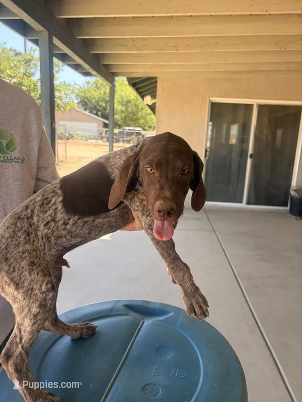 forest green – German Shorthaired Pointer puppy for sale in Hesperia, CA