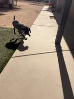 blue collar , a female German Shorthaired Pointer for sale in Hesperia, CA – 2 of 6