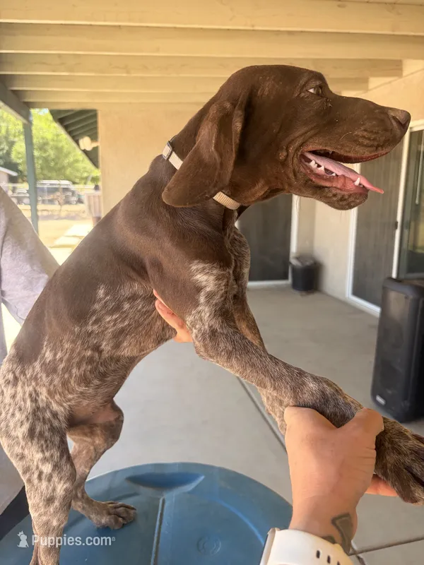 gray collar – German Shorthaired Pointer puppy for sale in Hesperia, CA