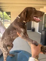 gray collar, a male German Shorthaired Pointer for sale in Hesperia, CA – 5 of 5