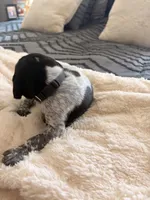 dark grey , a female German Shorthaired Pointer for sale in Hesperia, CA – Photo 3 of 3