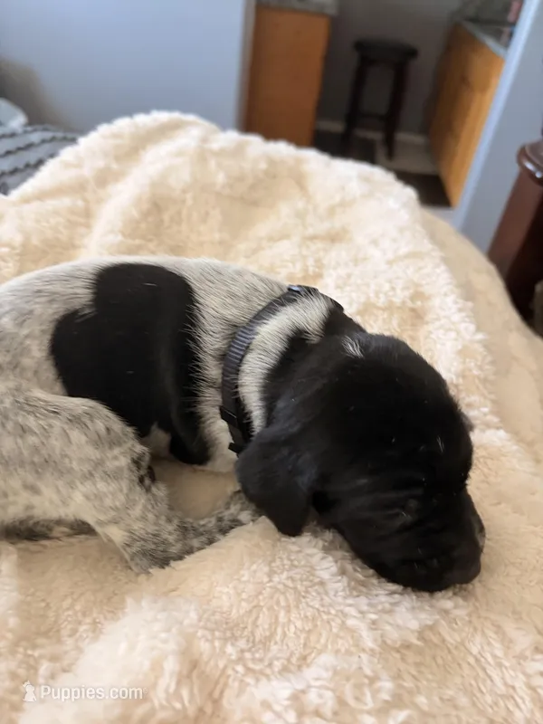dark grey  – German Shorthaired Pointer puppy for sale in Hesperia, CA