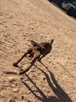 Cinnamon , a female German Shorthaired Pointer for sale in Hesperia, CA – 8 of 8