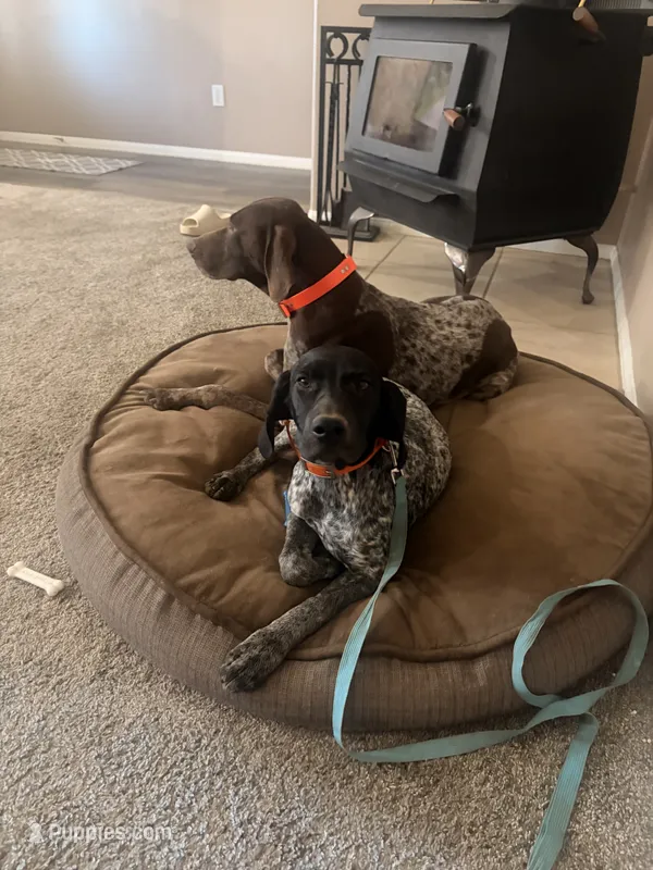 green collar – German Shorthaired Pointer puppy for sale in Hesperia, CA