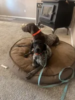 green collar, a female German Shorthaired Pointer for sale in Hesperia, CA – 1 of 8