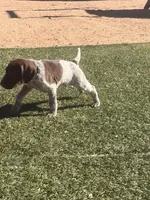 Coco, a  German Shorthaired Pointer for sale in Hesperia, CA – 2 of 10