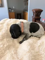 pink, a female German Shorthaired Pointer for sale in Hesperia, CA – Photo 2 of 4