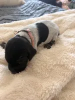 pink, a female German Shorthaired Pointer for sale in Hesperia, CA – Photo 1 of 4