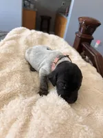 pink, a female German Shorthaired Pointer for sale in Hesperia, CA – Photo 3 of 4