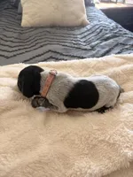 pink, a female German Shorthaired Pointer for sale in Hesperia, CA – Photo 4 of 4