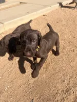 Coco, a  German Shorthaired Pointer for sale in Hesperia, CA – 8 of 10