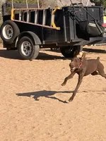 Cinnamon , a female German Shorthaired Pointer for sale in Hesperia, CA – 2 of 8