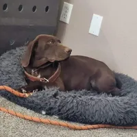 COCO, a female German Shorthaired Pointer for sale in Hesperia, CA – Photo 2 of 2