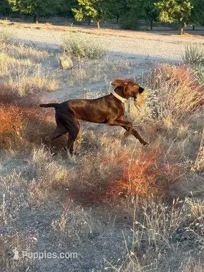 COCO – German Shorthaired Pointer puppy on hold in Hesperia, CA