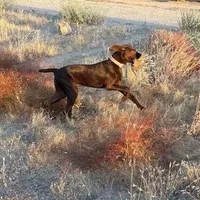 COCO, a female German Shorthaired Pointer for sale in Hesperia, CA – Photo 1 of 2