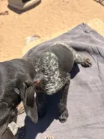 red collar, a female German Shorthaired Pointer for sale in Hesperia, CA – 3 of 4