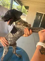 blue collar , a female German Shorthaired Pointer for sale in Hesperia, CA – 6 of 6