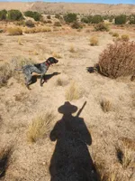 Duke, a male German Shorthaired Pointer for sale in Hesperia, CA – Photo 5 of 6