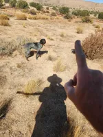 Duke, a male German Shorthaired Pointer for sale in Hesperia, CA – Photo 4 of 6