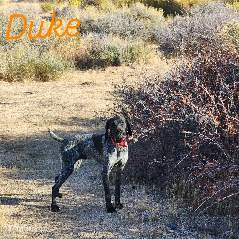 Duke – German Shorthaired Pointer puppy for sale in Hesperia, CA