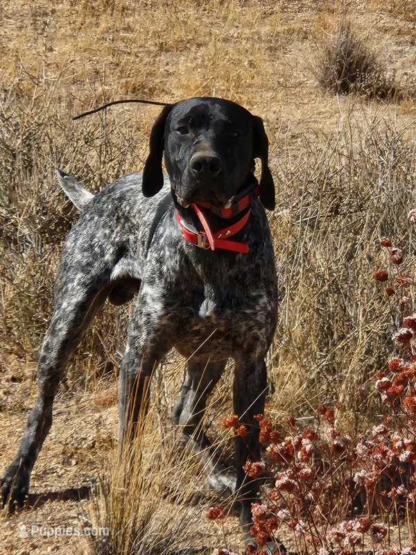 Duke, a male German Shorthaired Pointer for sale in Hesperia, CA – Photo 1 of 6