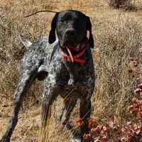 Duke, a male German Shorthaired Pointer for sale in Hesperia, CA – Photo 1 of 6