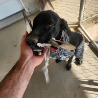 Duke, a male German Shorthaired Pointer for sale in Hesperia, CA – Photo 2 of 6