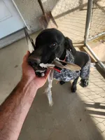 Duke, a male German Shorthaired Pointer for sale in Hesperia, CA – Photo 2 of 6