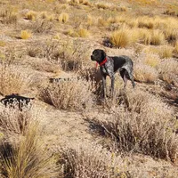Duke, a male German Shorthaired Pointer for sale in Hesperia, CA – Photo 6 of 6