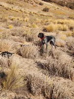 Duke, a male German Shorthaired Pointer for sale in Hesperia, CA – Photo 6 of 6