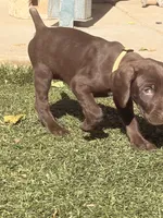 Coco, a  German Shorthaired Pointer for sale in Hesperia, CA – 6 of 10