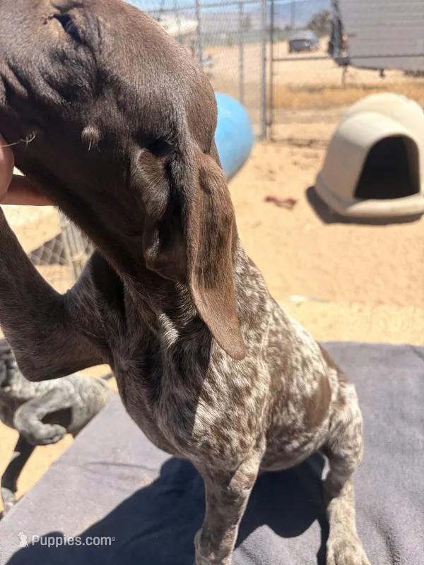 green collar – German Shorthaired Pointer puppy for sale in Hesperia, CA