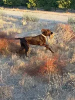 Coco, a  German Shorthaired Pointer for sale in Hesperia, CA – 1 of 10