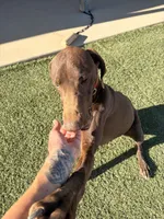 Cinnamon , a female German Shorthaired Pointer for sale in Hesperia, CA – 6 of 8