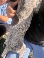 forest green, a male German Shorthaired Pointer for sale in Hesperia, CA – 3 of 5