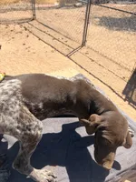 gray collar, a male German Shorthaired Pointer for sale in Hesperia, CA – 3 of 5