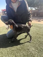 red collar, a female German Shorthaired Pointer for sale in Hesperia, CA – 2 of 4