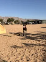 Cinnamon , a female German Shorthaired Pointer for sale in Hesperia, CA – 7 of 8