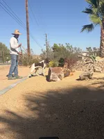 Taz, a male German Shorthaired Pointer for sale in Hesperia, CA – 4 of 6